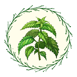 Grow Nettles for Leaves